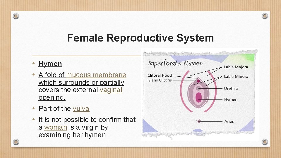 Hymen In Female Male and Female Reproductive Systems 9 th Grade