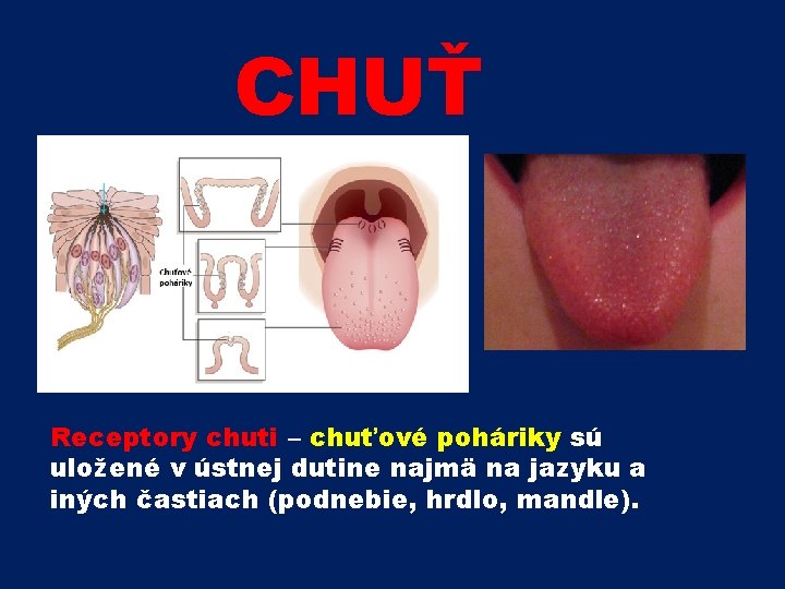 CHUŤ Receptory chuti – chuťové poháriky sú uložené v ústnej dutine najmä na jazyku