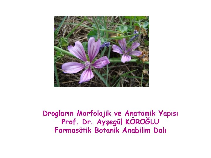 Drogların Morfolojik ve Anatomik Yapısı Prof. Dr. Ayşegül KÖROĞLU Farmasötik Botanik Anabilim Dalı 