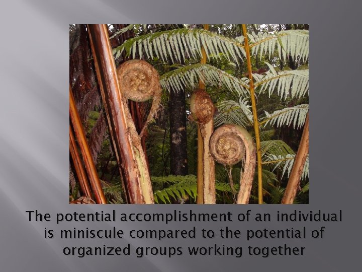 The potential accomplishment of an individual is miniscule compared to the potential of organized
