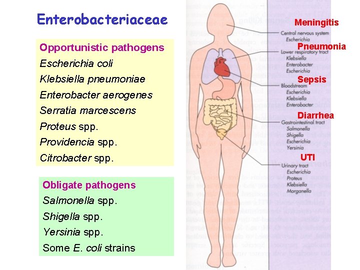 Enterobacteriaceae Meningitis Opportunistic pathogens Escherichia coli Pneumonia Klebsiella pneumoniae Enterobacter aerogenes Serratia marcescens Proteus