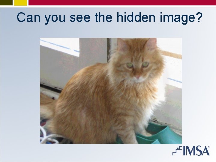 Can you see the hidden image? 