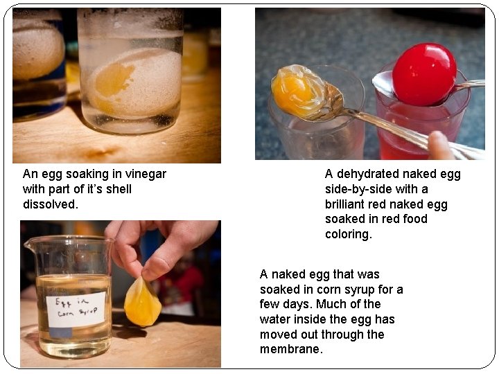 An egg soaking in vinegar with part of it’s shell dissolved. A dehydrated naked