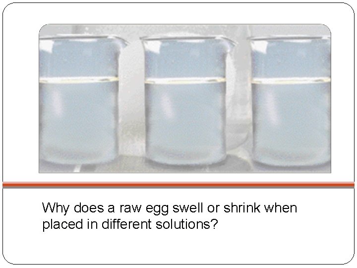 Why does a raw egg swell or shrink when placed in different solutions? 
