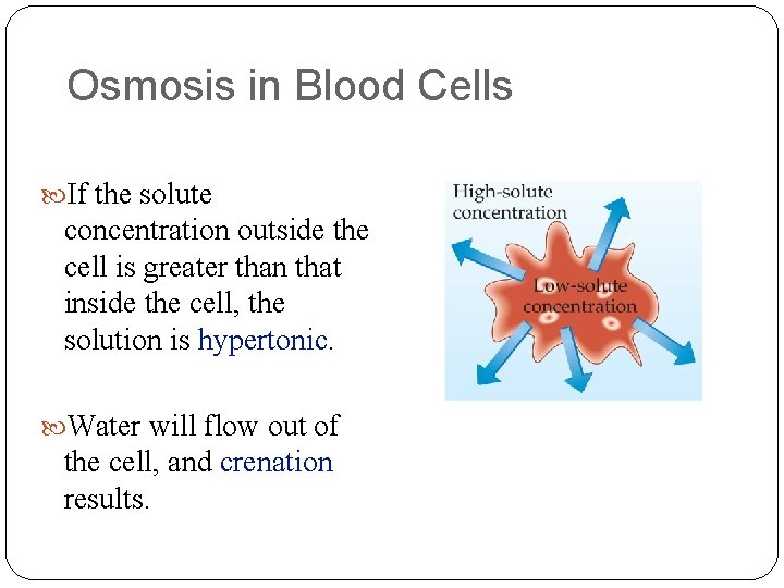 Osmosis in Blood Cells If the solute concentration outside the cell is greater than