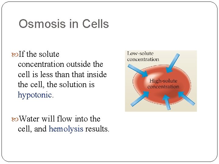 Osmosis in Cells If the solute concentration outside the cell is less than that