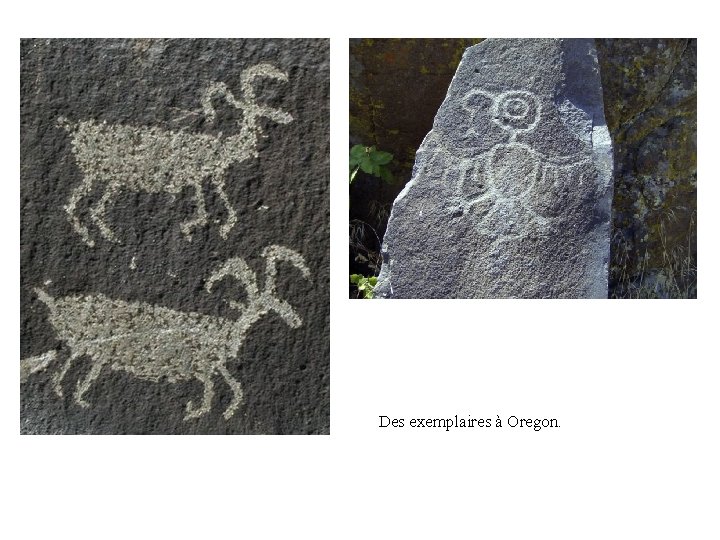Des exemplaires à Oregon. 
