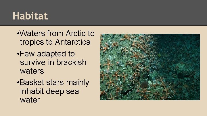 Habitat • Waters from Arctic to tropics to Antarctica • Few adapted to survive