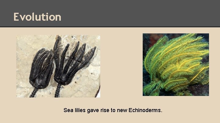 Evolution Sea lilies gave rise to new Echinoderms. 