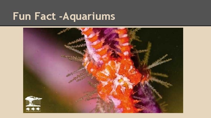 Fun Fact -Aquariums 