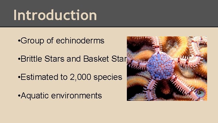 Introduction • Group of echinoderms • Brittle Stars and Basket Stars • Estimated to