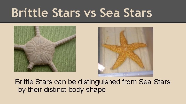 Brittle Stars vs Sea Stars Brittle Stars can be distinguished from Sea Stars by