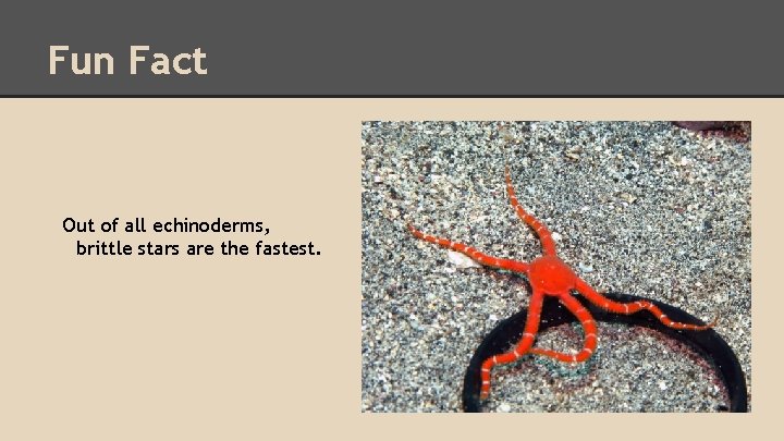 Fun Fact Out of all echinoderms, brittle stars are the fastest. 