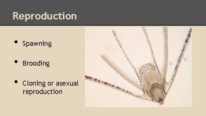 Reproduction • Spawning • Brooding • Cloning or asexual reproduction 