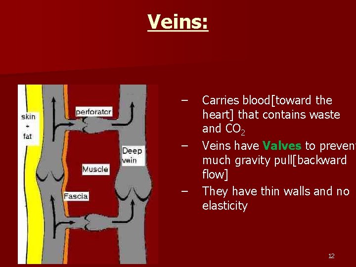 Veins: – – – Carries blood[toward the heart] that contains waste and CO 2