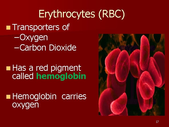 Erythrocytes (RBC) n Transporters of – Oxygen – Carbon Dioxide n Has a red