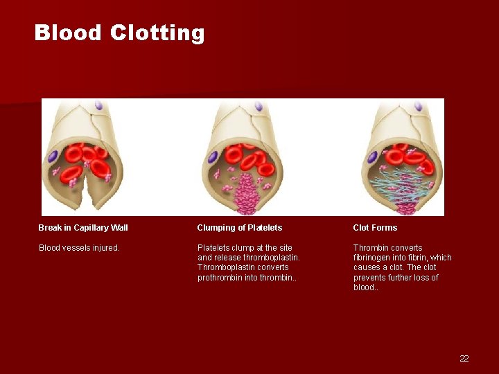 Blood Clotting Break in Capillary Wall Clumping of Platelets Clot Forms Blood vessels injured.