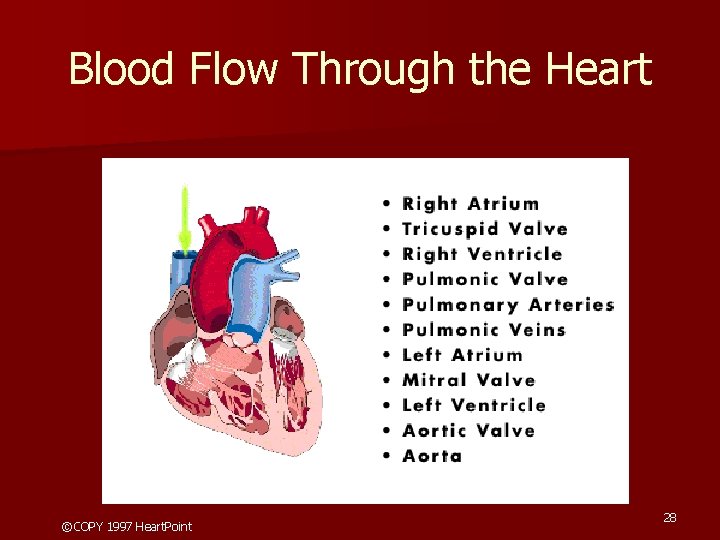 Blood Flow Through the Heart ©COPY 1997 Heart. Point 28 