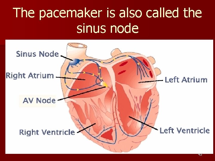 The pacemaker is also called the sinus node 43 