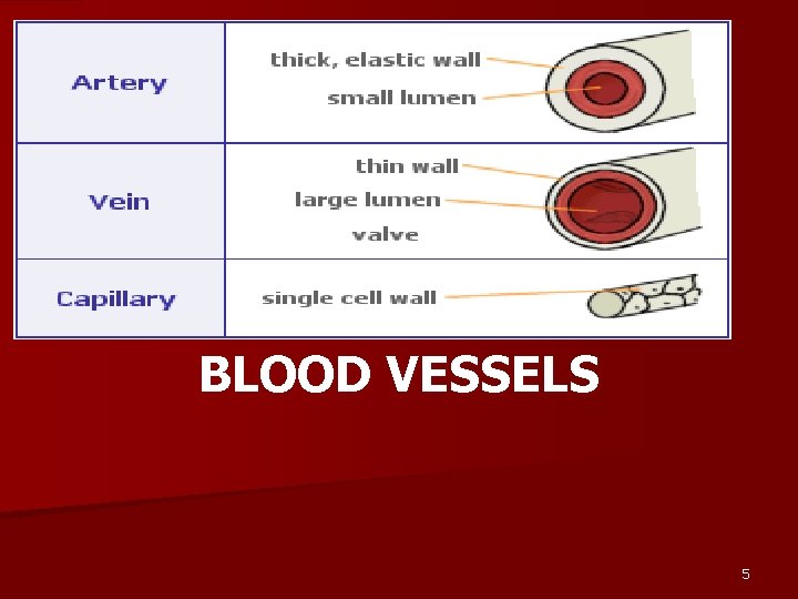 BLOOD VESSELS 5 