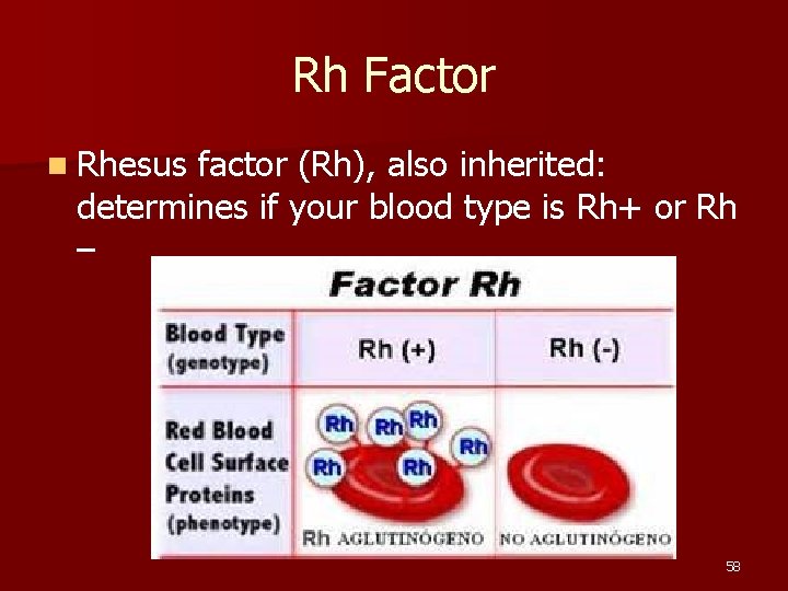 Rh Factor n Rhesus factor (Rh), also inherited: determines if your blood type is