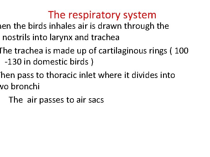 The respiratory system hen the birds inhales air is drawn through the nostrils into