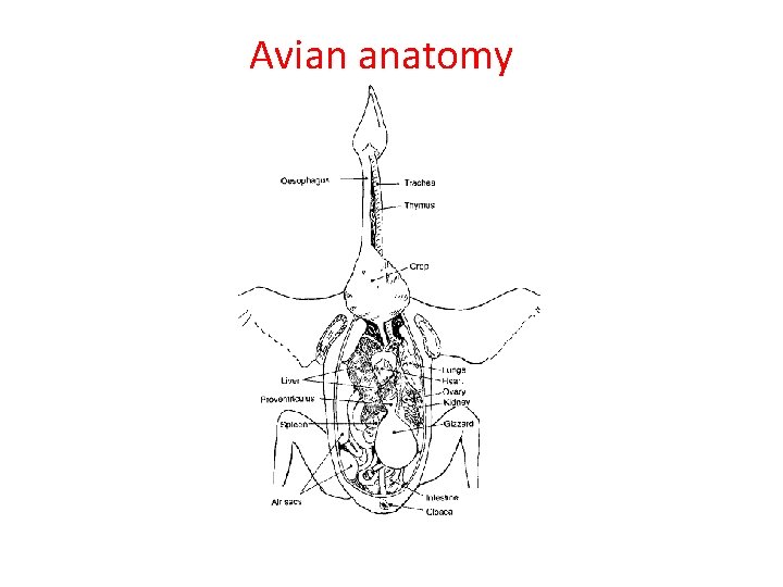Avian anatomy 