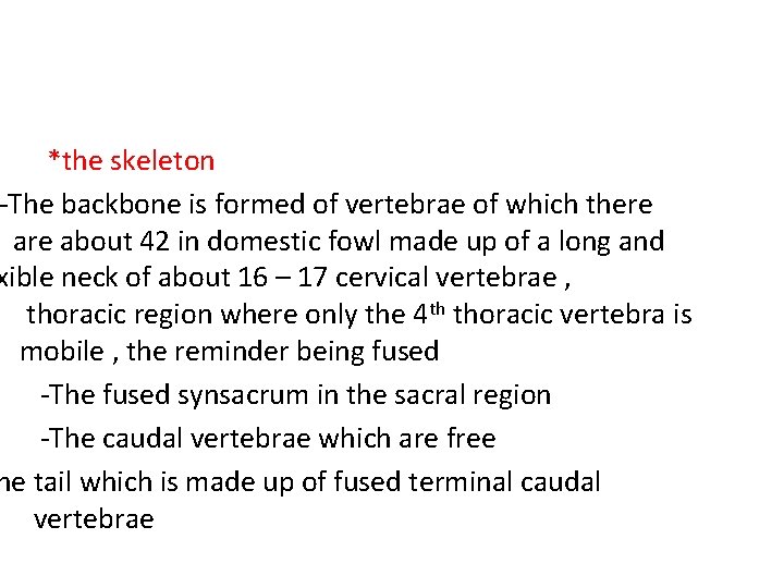 *the skeleton -The backbone is formed of vertebrae of which there about 42 in