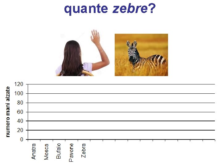 quante zebre? 
