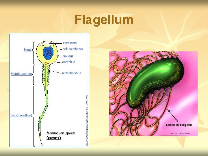 Flagellum 