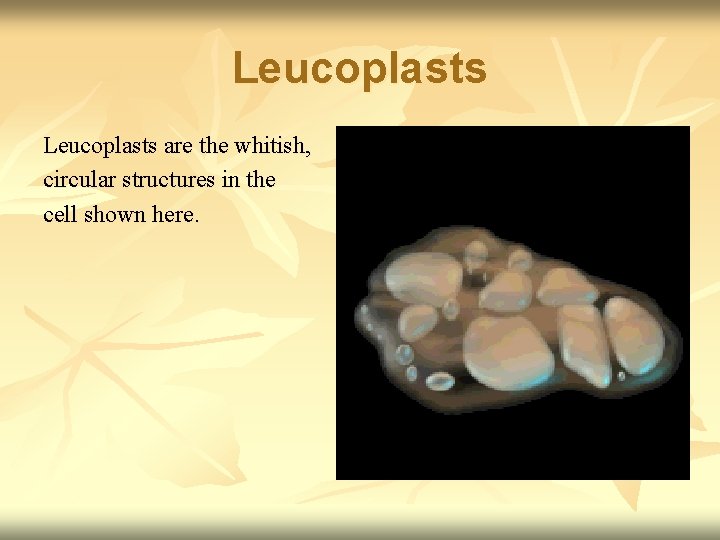 Leucoplasts are the whitish, circular structures in the cell shown here. 