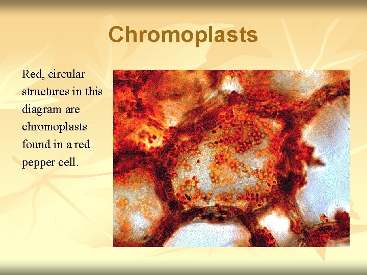 Chromoplasts Red, circular structures in this diagram are chromoplasts found in a red pepper