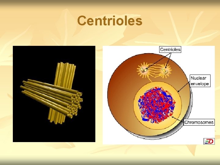 Centrioles 