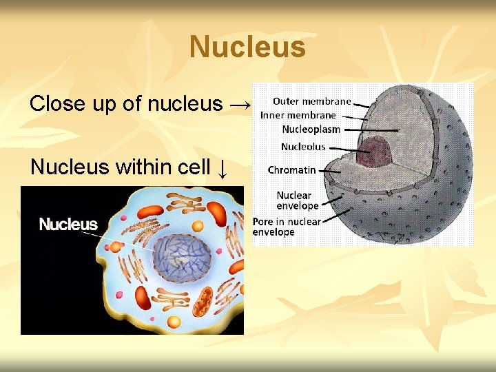 Nucleus Close up of nucleus → Nucleus within cell ↓ 