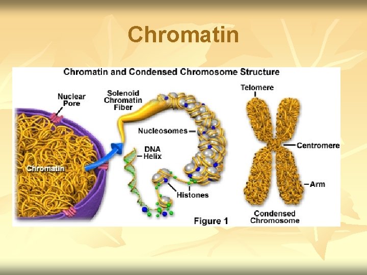 Chromatin 