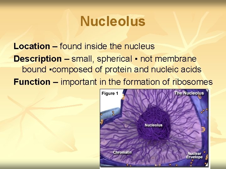 Nucleolus Location – found inside the nucleus Description – small, spherical ▪ not membrane