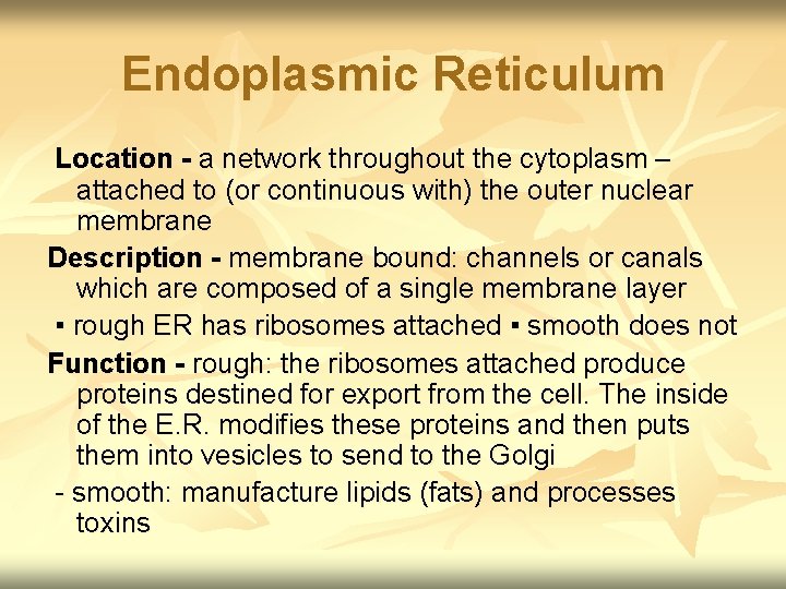 Endoplasmic Reticulum Location - a network throughout the cytoplasm – attached to (or continuous