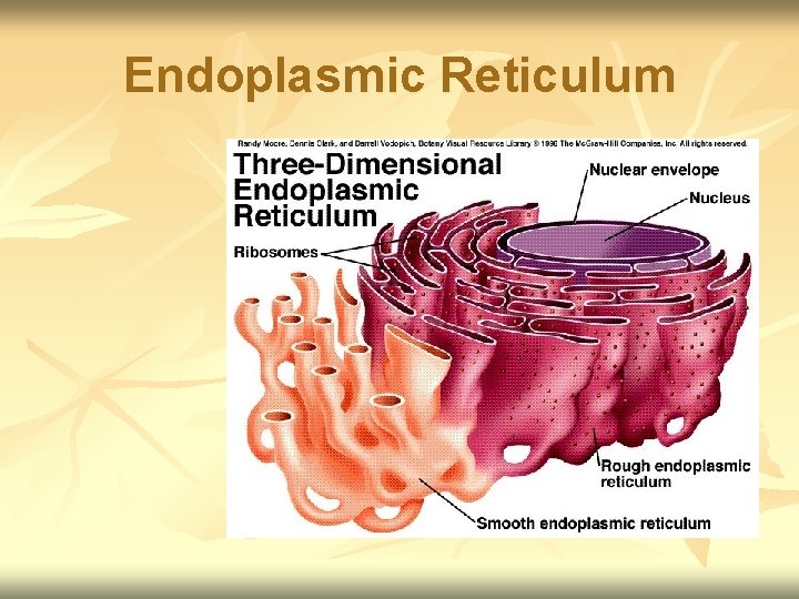 Endoplasmic Reticulum 