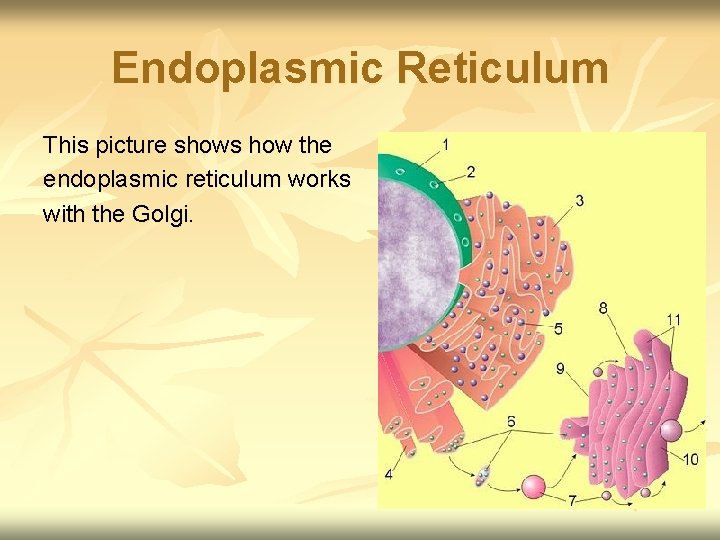 Endoplasmic Reticulum This picture shows how the endoplasmic reticulum works with the Golgi. 