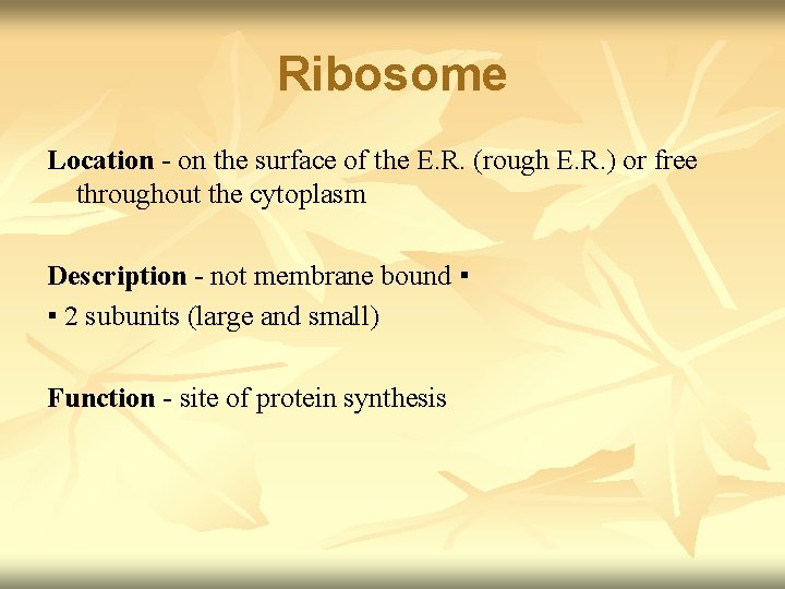 Ribosome Location - on the surface of the E. R. (rough E. R. )