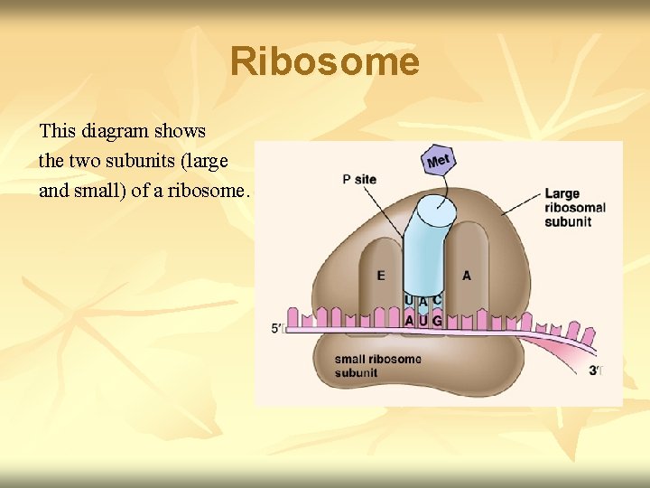 Ribosome This diagram shows the two subunits (large and small) of a ribosome. 