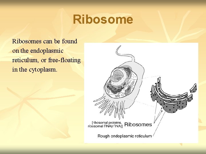 Ribosomes can be found on the endoplasmic reticulum, or free-floating in the cytoplasm. 