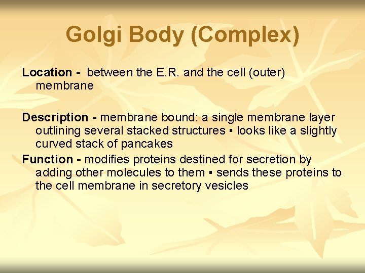 Golgi Body (Complex) Location - between the E. R. and the cell (outer) membrane