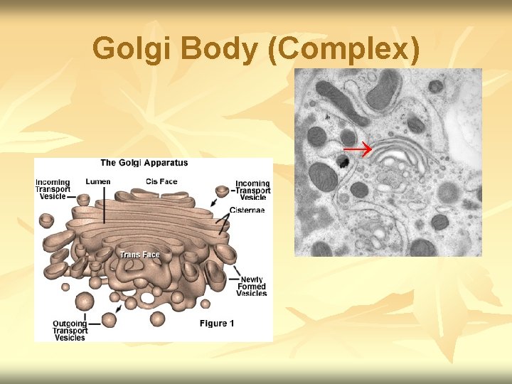 Golgi Body (Complex) 