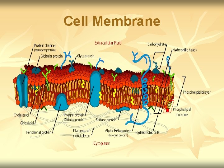 Cell Membrane 