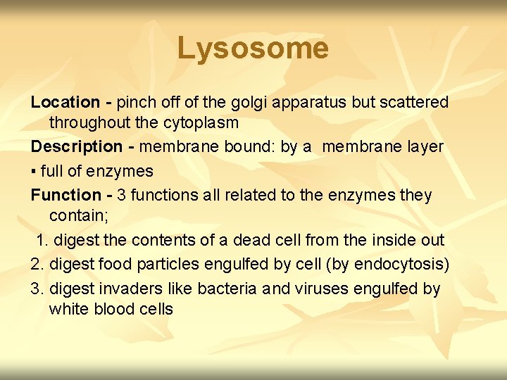 Lysosome Location - pinch off of the golgi apparatus but scattered throughout the cytoplasm