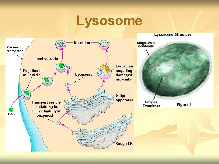 Lysosome 