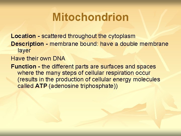 Mitochondrion Location - scattered throughout the cytoplasm Description - membrane bound: have a double