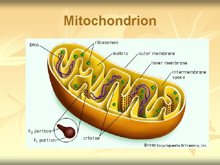 Mitochondrion 