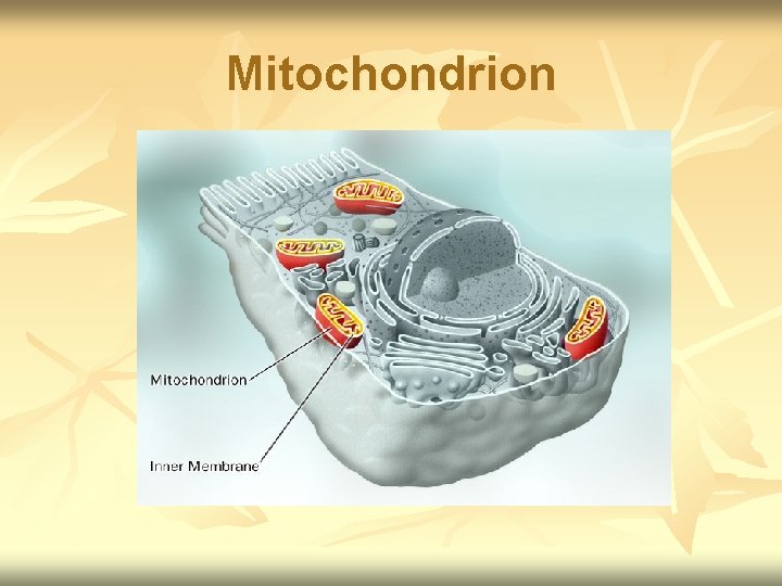 Mitochondrion 
